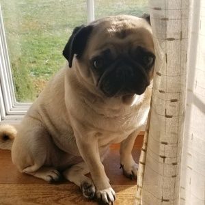 Meet your Posher, Bonnie